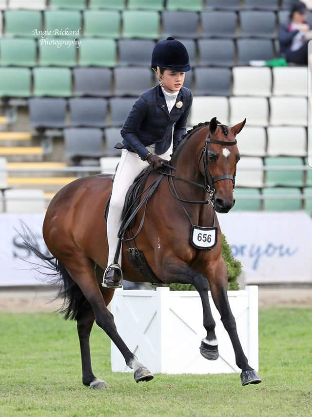 Large Show Hunter Pony Qualified GN & Southern Cross 2020 Show