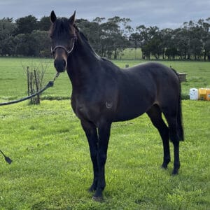 Walkenny Park Tempting Limelight - Riding Pony Stallion