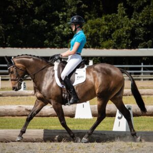 Dressage Mount - Preliminary level with advanced potential.