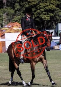SOLD!!! - Large Open Pony