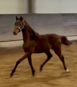 Whitmere Spring Carnival - weanling Colt