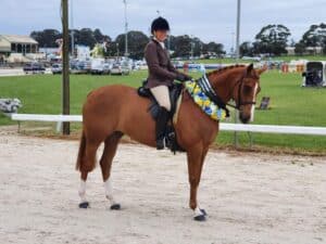 Outstanding Hunter/Dressage/Jumper prospect