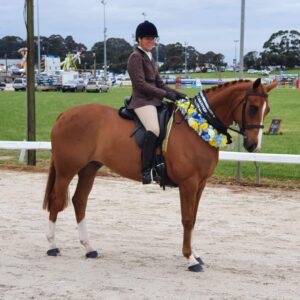 Outstanding Hunter/Dressage/Jumper prospect