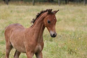 Exquisite Riding Pony filly foal.