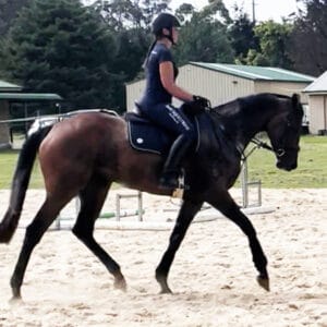 Beautiful & kind OTT Mare, Eligible Newcomer