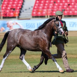 Small Show Hunter Pony Star - Eagle Park Skittles
