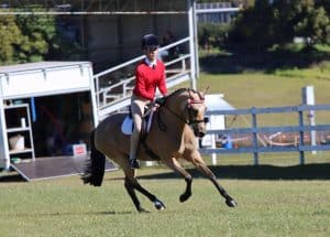 Silhouette Park Kaidence - Large Pony