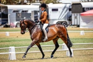 Cantik Park Maximus- Small Hunter Galloway