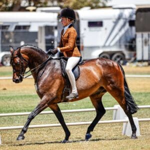 Cantik Park Maximus- Small Hunter Galloway