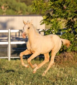 Performance Bred Colt - mature 15.1hh