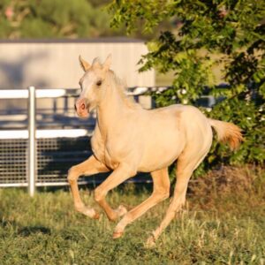 Performance Bred Colt - mature 15.1hh