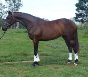 Warmblood X Mare - Large Hack