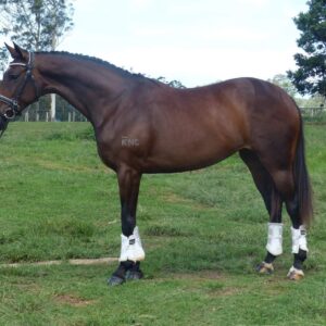 Warmblood X Mare - Large Hack