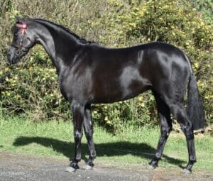 Merivale Park Cover Girl - Riding Pony Filly