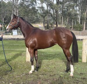 Glamstar - TB Mare, Eligible Equimillions