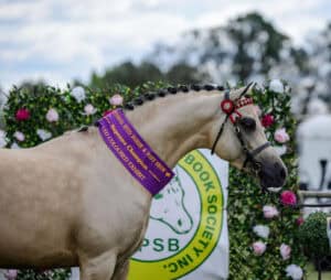 Foxwood Eninence - AP Stallion