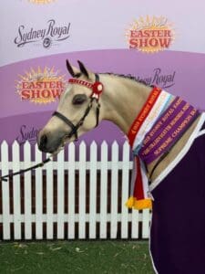 Foxwood Lady Chatterley - Large Pony