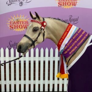 Foxwood Lady Chatterley - Large Pony