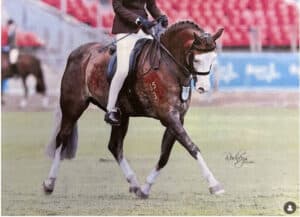 Bamborough Bright Lights - Large Hunter Pony