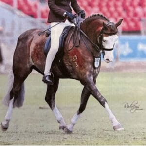 Bamborough Bright Lights - Large Hunter Pony