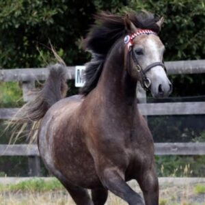Renoir Park Double Agent - Large Pony