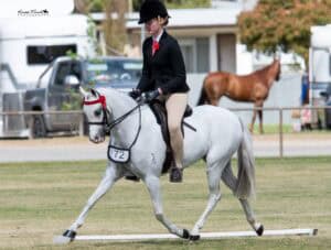 Cantik Park Prince Charming - Open Small Show Pony