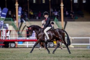 Merrivale Park Miss Divine - Newcomer Pony