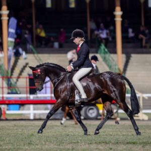 Merrivale Park Miss Divine - Newcomer Pony