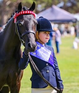 National Quality - Small Open Pony