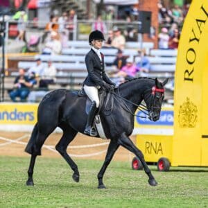 Small Thoroughbred Show Mare - price reduced