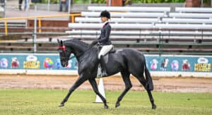 Quality Small Thoroughbred Show Mare