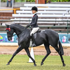 Quality Small Thoroughbred Show Mare