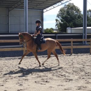 Naruni Park English Rose - Stunning Large Pony Mare