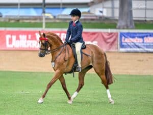 Naruni Park English Rose - Stunning Large Pony Mare