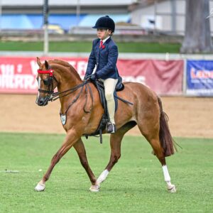 Naruni Park English Rose - Stunning Large Pony Mare