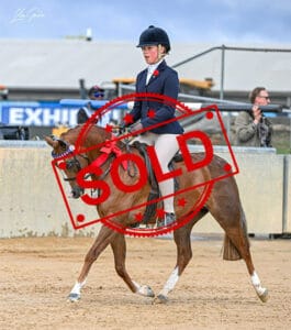 sold!! - Small Pony