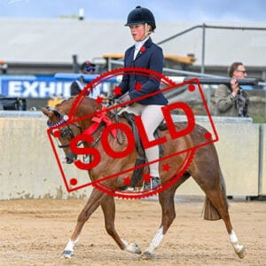 sold!! - Small Pony