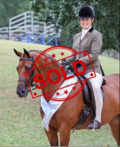 SOLD!! National Quality Large Hunter Pony