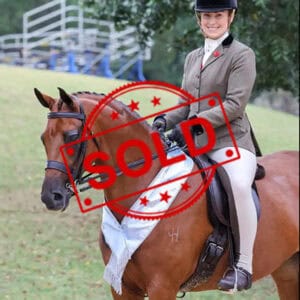 SOLD!! National Quality Large Hunter Pony
