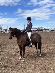 Windason Park Alladin - Show Hunter.