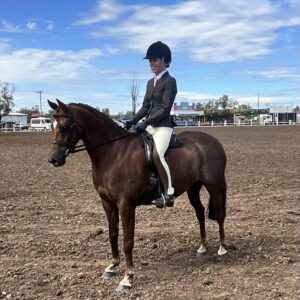 Windason Park Alladin - Show Hunter.