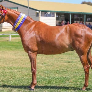 Langtree Fleet Street - Large Pony