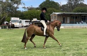 Langtree Fleet Street - Large Pony