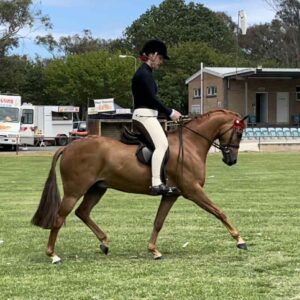 Langtree Fleet Street - Large Pony