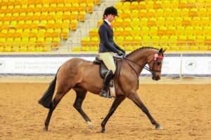 Quality Newcomer Galloway - Windason Park Symphony