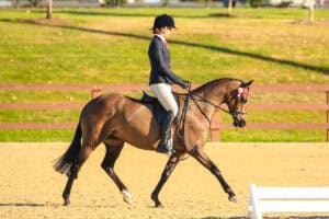 Quality Newcomer Galloway - Windason Park Symphony