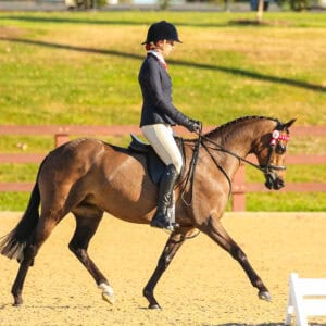 Quality Newcomer Galloway - Windason Park Symphony