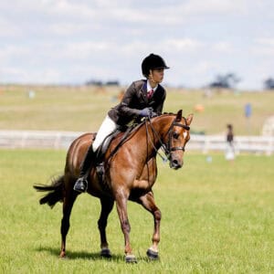 Windason Park Alladin - Show Hunter.