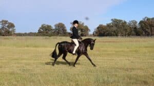 Eye Catching Mare - Small Pony