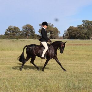 Eye Catching Mare - Small Pony